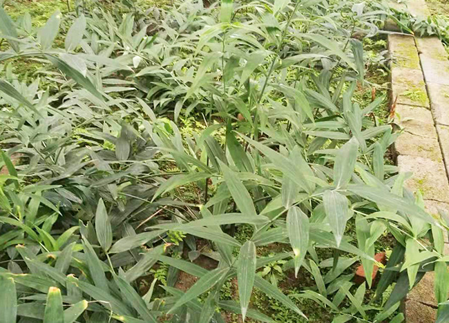 性?xún)r(jià)比高